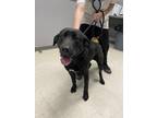 Adopt Derack a Black Labrador Retriever / Mixed dog in Gulfport, MS (41001808)