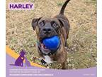 Adopt Harley a Brindle American Pit Bull Terrier / Mixed Breed (Medium) / Mixed