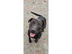 Adopt Shadow a Black Mixed Breed (Large) / Mixed dog in Georgetown