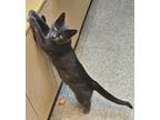 Adopt Rachelle a Gray or Blue Domestic Shorthair (short coat) cat in Tulsa
