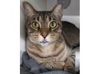 Adopt Tyrus a Brown Tabby Tabby (short coat) cat in Tulsa, OK (41001723)
