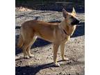 Adopt Lilly a Red/Golden/Orange/Chestnut German Shepherd Dog / Mixed dog in
