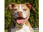 Adopt Shelby a Brown/Chocolate American Pit Bull Terrier / Mixed Breed (Medium)