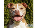Adopt Shelby a Brown/Chocolate American Pit Bull Terrier / Mixed dog in