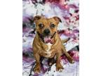 Adopt Bugs! a Tan/Yellow/Fawn Pit Bull Terrier / Mixed Breed (Small) / Mixed dog