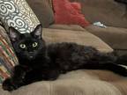 Adopt Loralei a All Black Domestic Mediumhair (medium coat) cat in Richmond