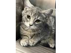 Adopt Ringo a Domestic Shorthair / Mixed (short coat) cat in Pittsfield