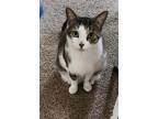 Adopt QQ a Domestic Shorthair / Mixed (short coat) cat in Bloomington