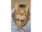 Adopt Titania a Domestic Shorthair / Mixed (short coat) cat in Fremont