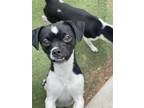 Adopt Davy Jones a White - with Black Terrier (Unknown Type