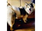 Adopt Bonham a Black - with White Alaskan Malamute / Mixed dog in Salem