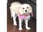Adopt Jolie a White - with Brown or Chocolate Cocker Spaniel / Mixed dog in