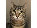 Adopt Mr Bean a Brown Tabby Domestic Shorthair (short coat) cat in Chino