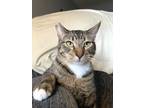 Adopt Otis a Brown Tabby Domestic Shorthair (short coat) cat in Chino