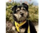 Adopt Eileen IN LA!! a Black - with Tan, Yellow or Fawn Border Terrier / Jindo /