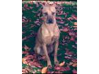 Adopt Dante a Red/Golden/Orange/Chestnut Rhodesian Ridgeback / Terrier (Unknown