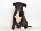 Adopt MARSHALL a Black Labrador Retriever / Akita / Mixed dog in Oroville