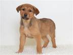 Adopt MIKE a Labrador Retriever / Akita / Mixed dog in Oroville, CA (40906415)