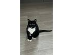 Adopt Timmy a Black & White or Tuxedo Domestic Shorthair (short coat) cat in