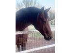 Adopt Koozie (Sis) a Roan Quarterhorse / Mixed horse in El Reno, OK (40997585)