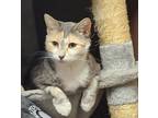 Adopt Baby Cakes a Tan or Fawn Tabby American Shorthair (short coat) cat in