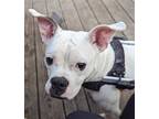 Adopt Samson a White Boxer / Mixed dog in Germantown, OH (39524618)