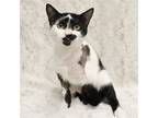 Adopt Aero a Domestic Shorthair / Mixed cat in League City, TX (40903413)