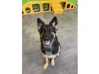 Adopt Heidi a Black - with Tan, Yellow or Fawn German Shepherd Dog / Mixed dog