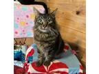 Adopt Noah a Gray, Blue or Silver Tabby Tabby (short coat) cat in Temecula
