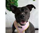 Adopt Marceline a Black - with White American Staffordshire Terrier / Mixed