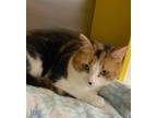 Adopt Itzy a Calico or Dilute Calico Domestic Shorthair (short coat) cat in