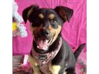 Adopt Miley a Black - with Tan, Yellow or Fawn Labrador Retriever / Shepherd