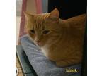 Adopt Mack a Orange or Red Domestic Shorthair (short coat) cat in Manchester
