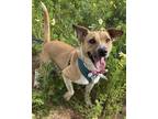Adopt KATTY a Brown/Chocolate - with White Jack Russell Terrier / Rat Terrier /