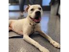 Adopt Travis a White Retriever (Unknown Type) / Mixed dog in Naperville