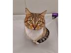 Adopt Eugenia a Brown Tabby Domestic Shorthair / Mixed (short coat) cat in Bay