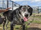 Adopt Yoohoo a Black Labrador Retriever / Mixed dog in Dallas, TX (40999491)