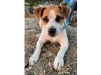 Adopt Milo a White - with Red, Golden, Orange or Chestnut Jack Russell Terrier /