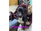 Adopt Peggy Sandwich a Black - with White Catahoula Leopard Dog / Pit Bull
