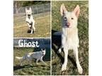 Adopt Ghost a White German Shepherd Dog / Mixed (short coat) dog in