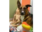 Adopt Rex a Brown/Chocolate Shepherd (Unknown Type) / Mixed Breed (Medium) /