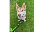 Adopt Perry a White Husky / Mixed dog in BURIEN, WA (39748031)