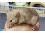 Adopt Cinnamon a Tan or Beige Mouse / Mouse / Mixed small animal in Winchester