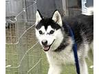 Adopt Kai a Black - with White Siberian Husky / Mixed dog in Los Angeles