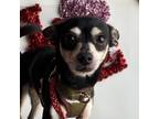 Adopt Queso a Black - with Tan, Yellow or Fawn Rat Terrier / Mixed Breed (Small)