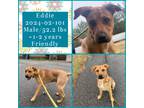 Adopt 2024-02-101 *Eddie* a Labrador Retriever / Mixed dog in Winder