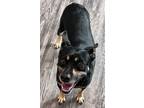 Adopt April a German Pinscher / Mixed dog in LaBelle, FL (40998923)