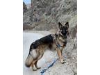 Adopt Duke a Tricolor (Tan/Brown & Black & White) German Shepherd Dog / Mixed