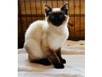 Adopt Davi a Cream or Ivory (Mostly) Siamese (short coat) cat in Smithers