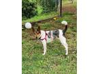 Adopt Maize a White - with Black Australian Shepherd / Terrier (Unknown Type